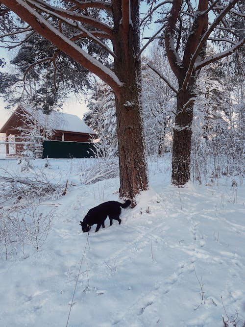 dikey atış, kar, kır evleri içeren Ücretsiz stok fotoğraf