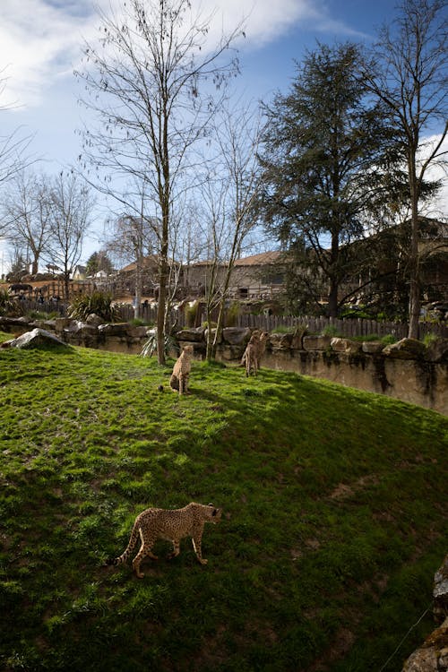 Free Leopards in ZOO Stock Photo