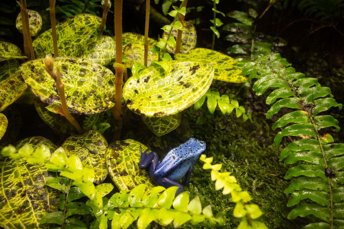 Blue Frog on among Plants · Free Stock Photo