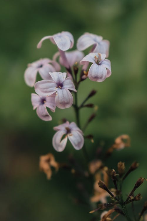 Gratis arkivbilde med anlegg, blomsterblad, nærbilde