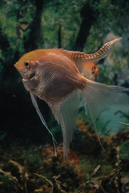 Kostnadsfri bild av akvarium, angelfish, djurfotografi
