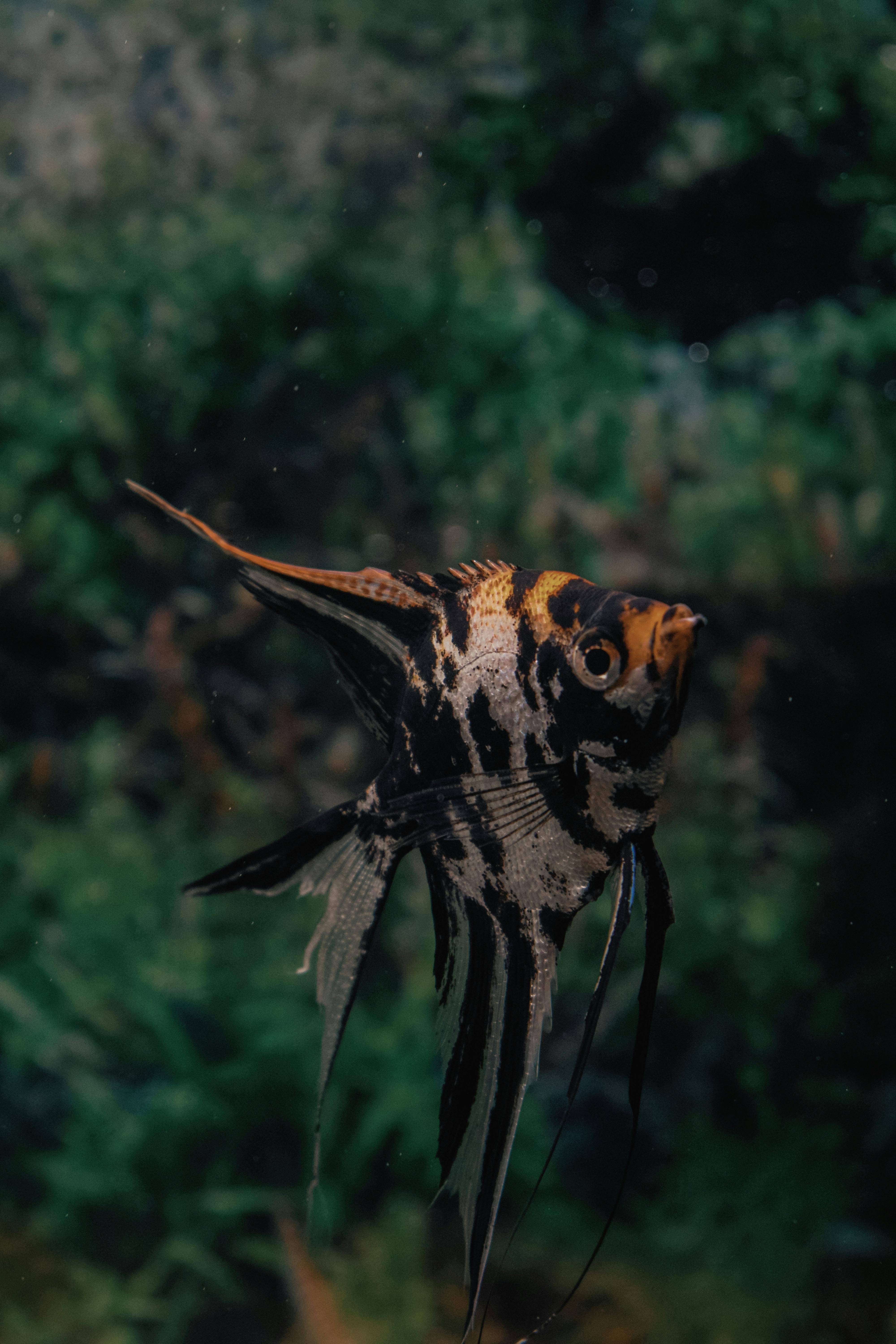 Blueface Angelfish at Maidenhead Aquatics @ Windsor - YouTube