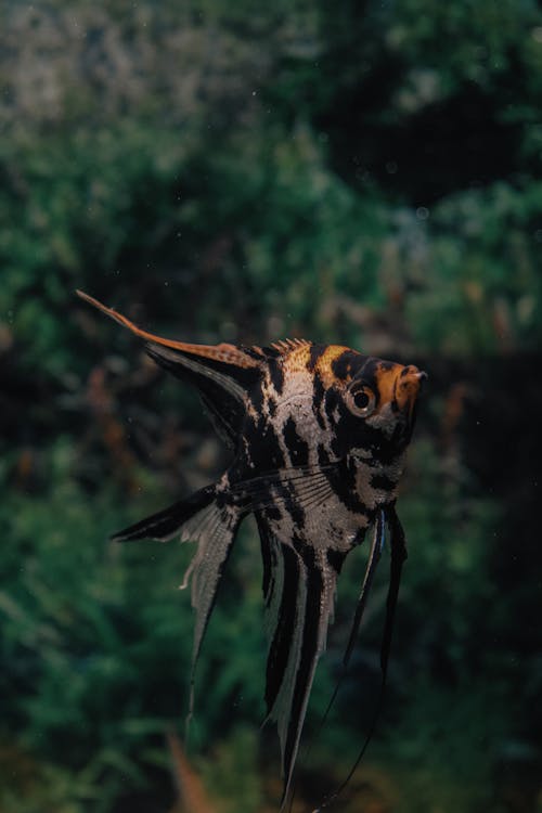 Kostnadsfri bild av akvarium, angelfish, djurfotografi