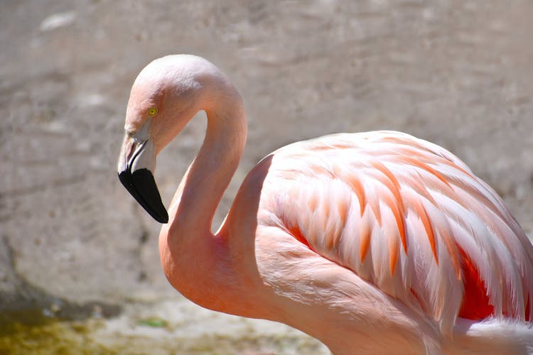 Close Up Of Flamingo