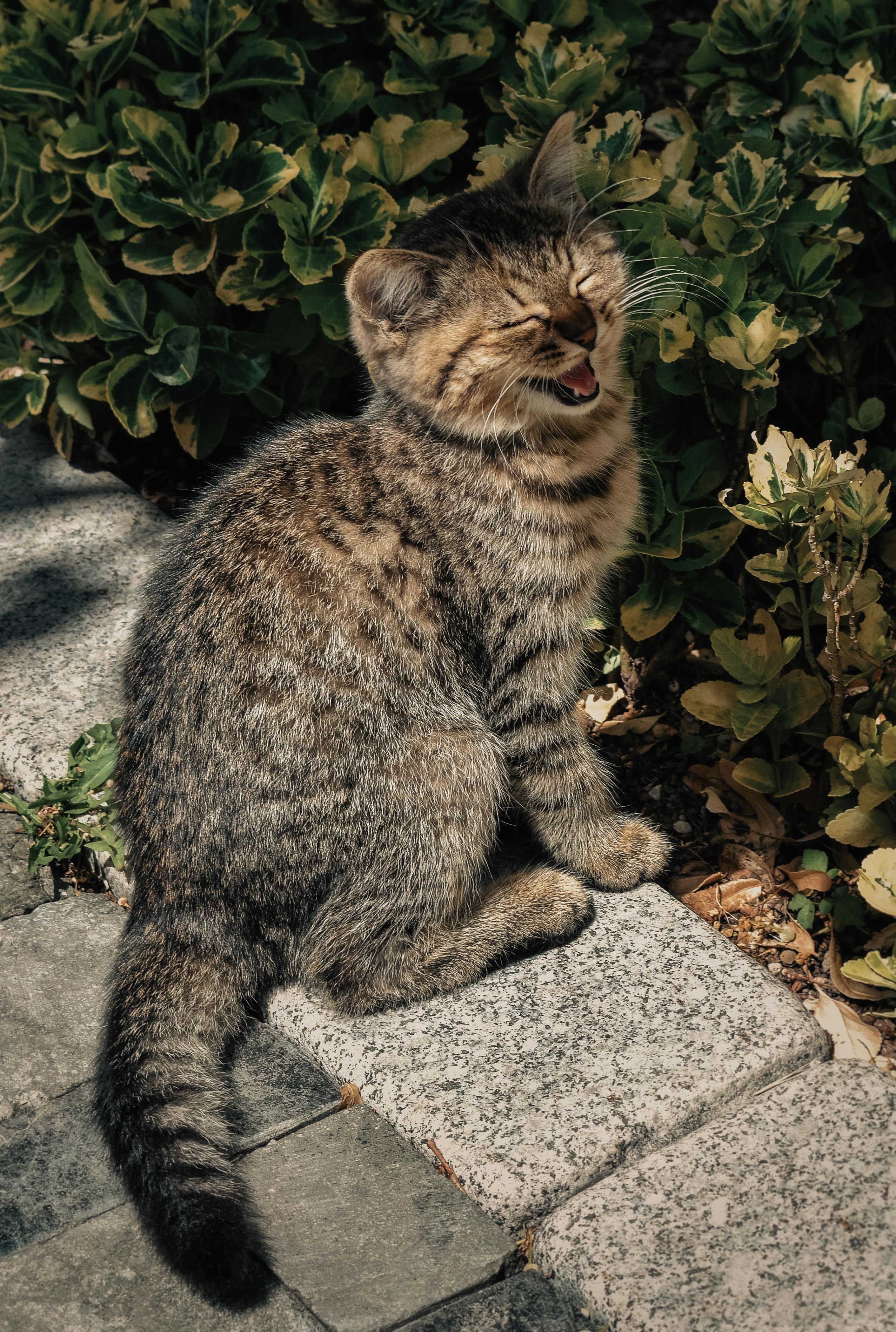 Лучшие фото (50 000+) по запросу «Улыбающийся Кот» · Скачивайте совершенно  бесплатно · Стоковые фото Pexels
