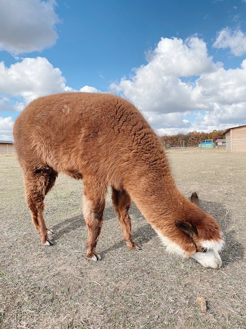 公園, 動物, 動物園 的 免费素材图片