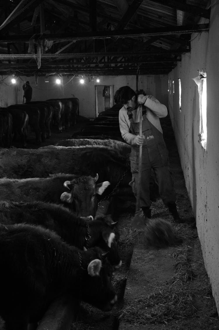 Farmer In Barn With Cows