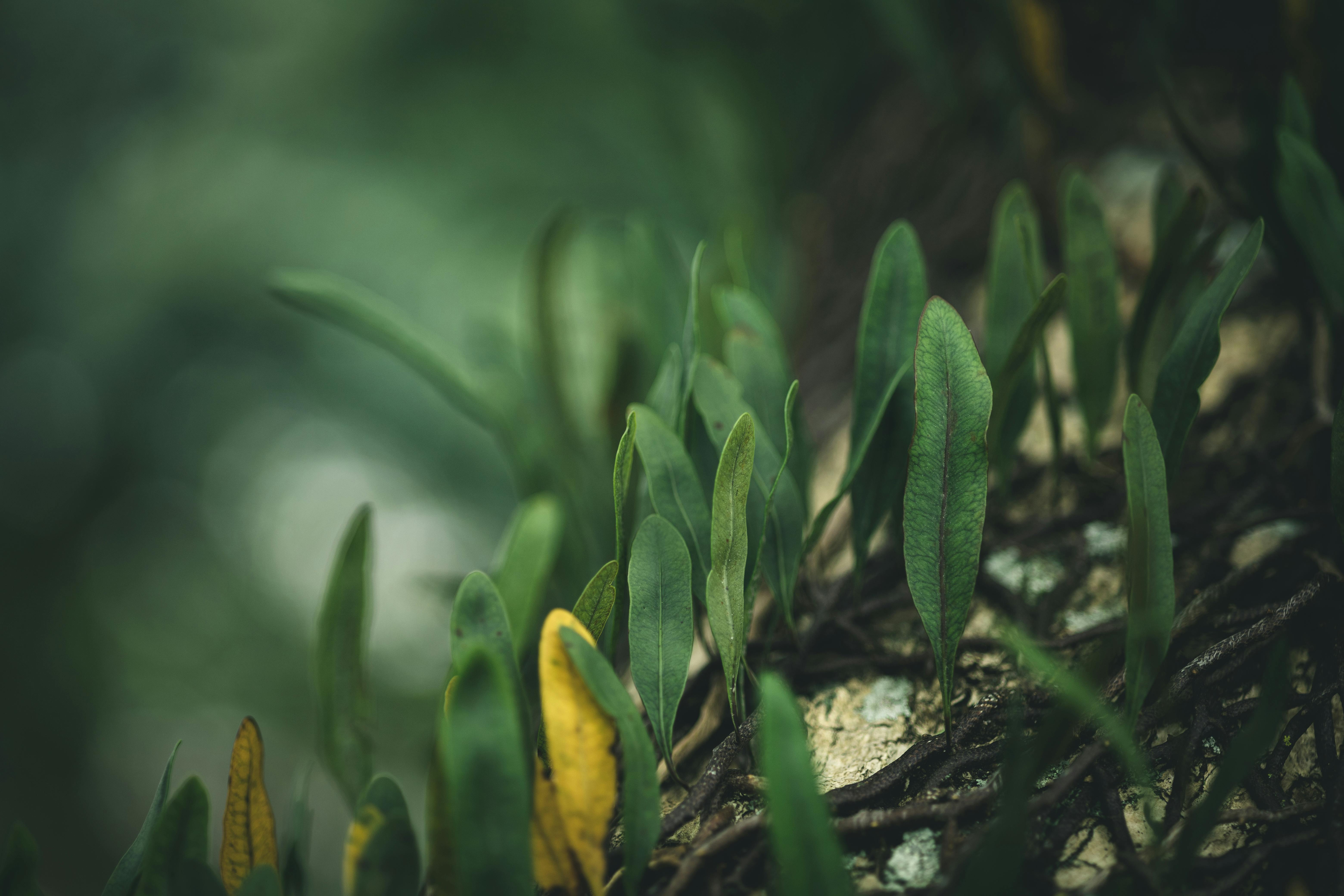 Close-up of vibrant green ferns thriving on a forest floor, capturing nature's resilience.