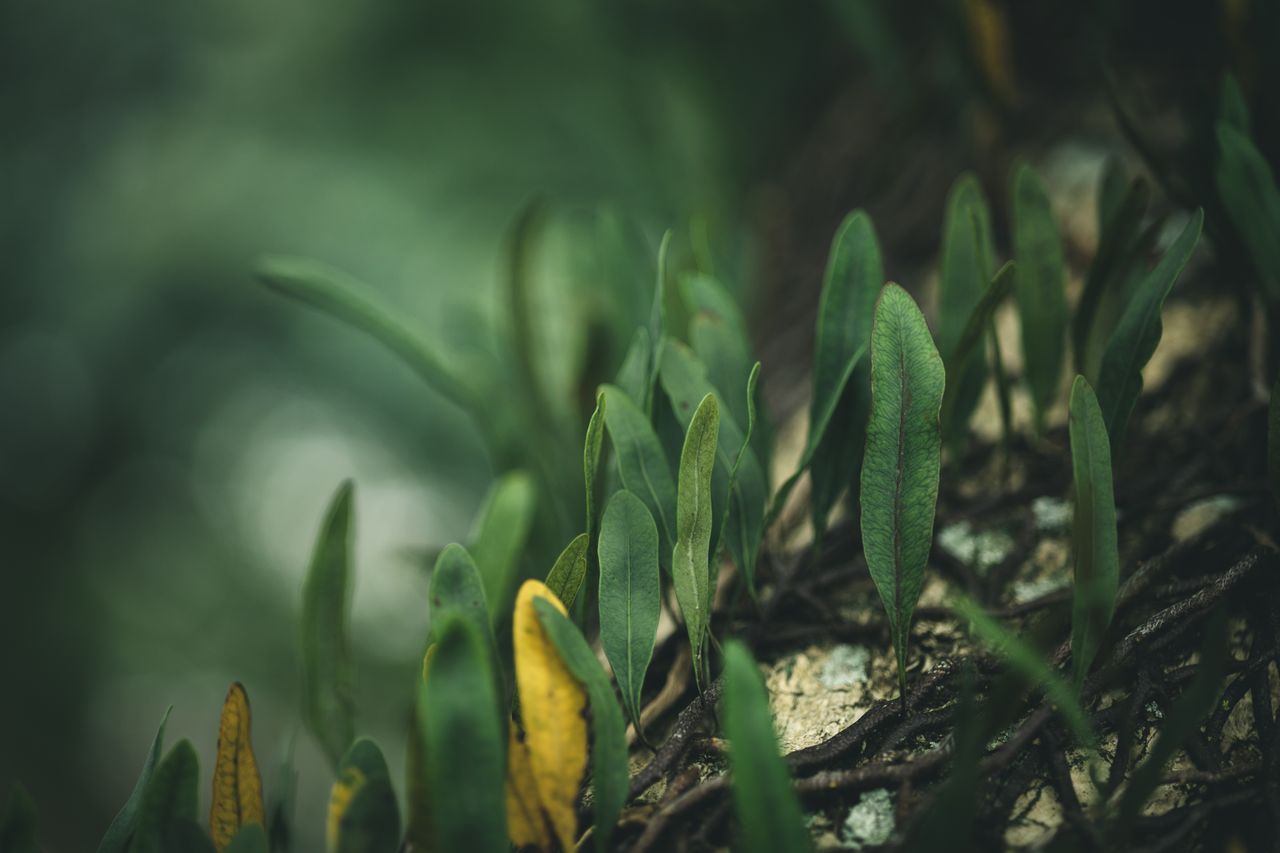close up of vibrant green ferns thriving on a forest floor capturing n