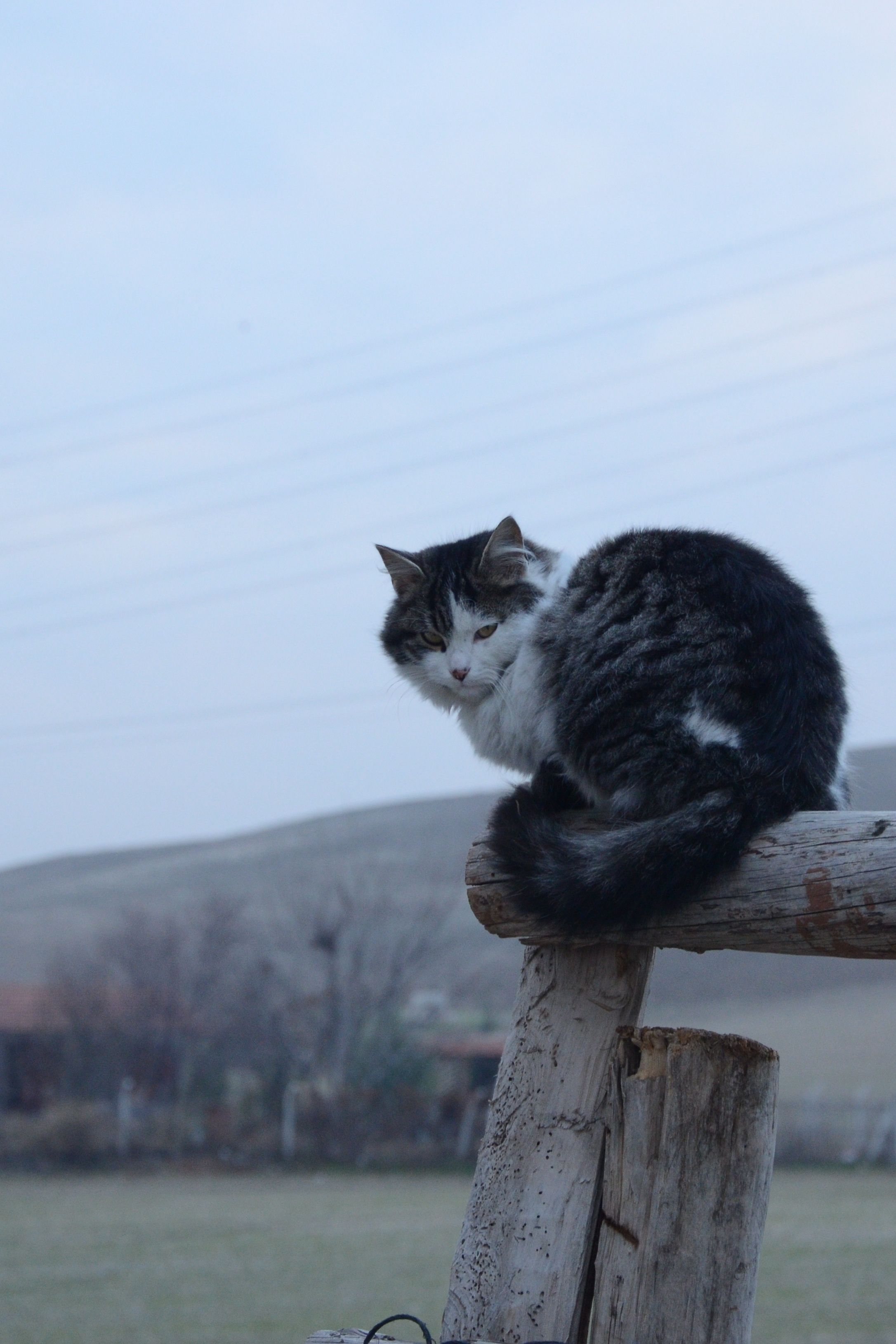 A tabby cat sitting atop a wooden fence with a rural landscape in the background.