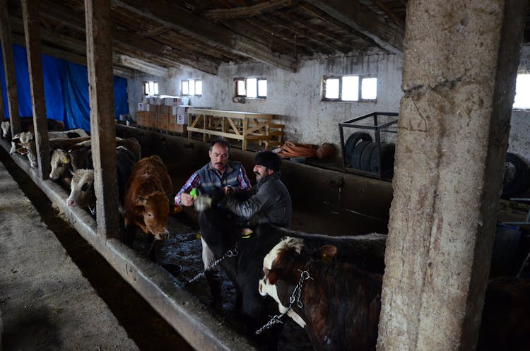 Two Farmers Handling Cattle In A Barn