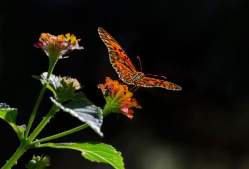 Free A stunning butterfly perched on a flower, capturing nature's beauty up close. Stock Photo