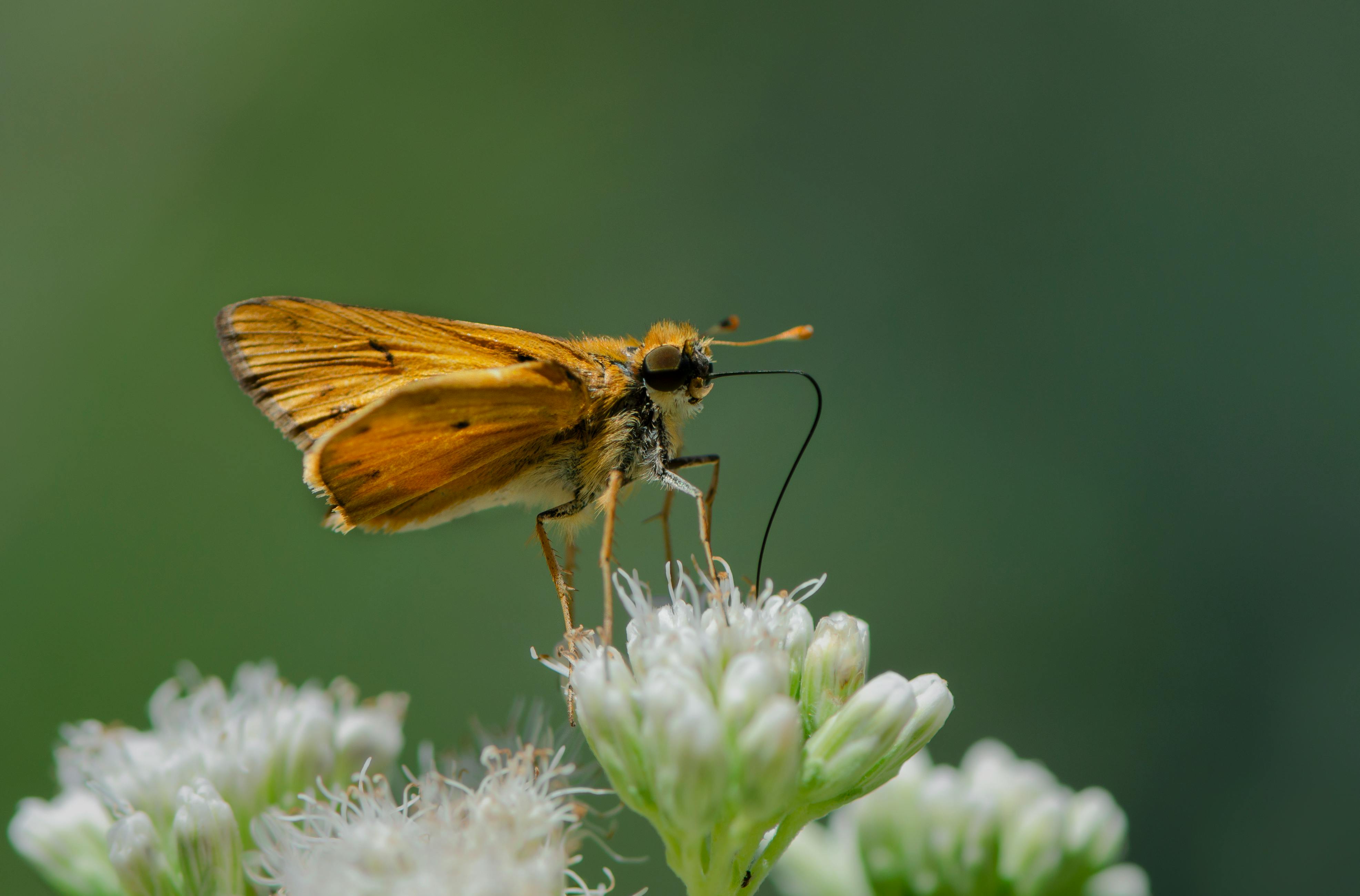 Close-up macro shot of a butterfly perched on white blossoms against a green background.