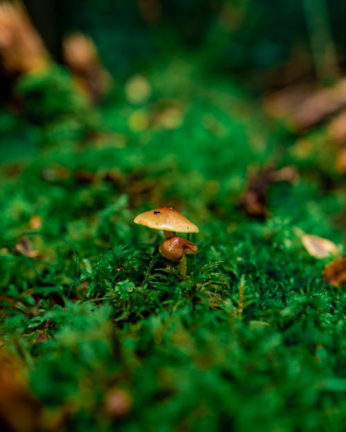 Mushroom in Forest in Finland