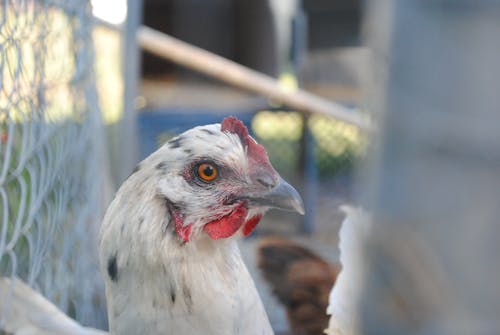 Side View of an Erminette Chicken Head