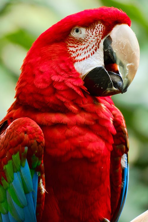Close-up of Red-and-green Macaw