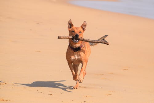 Free stock photo of australian cattle dog, beach, cute dog