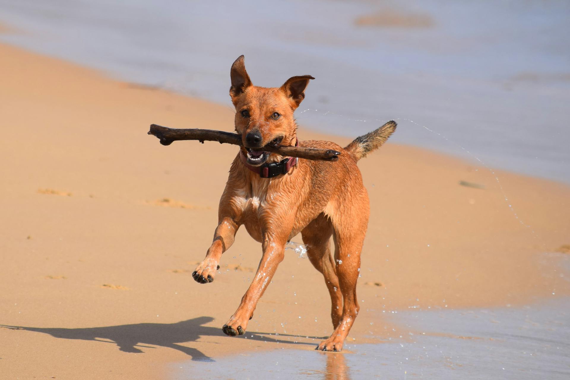 Free Dog with stick on beach Stock Photo