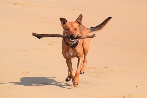 dog with stick on beach