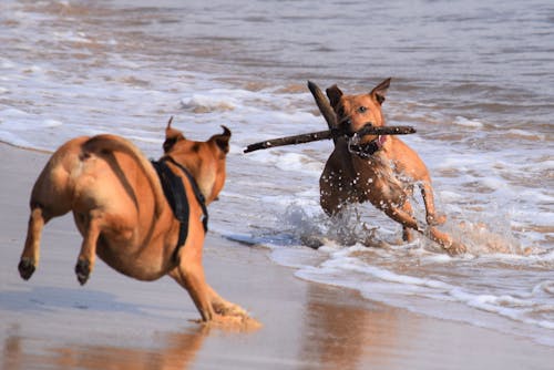 Puppies playing on beach