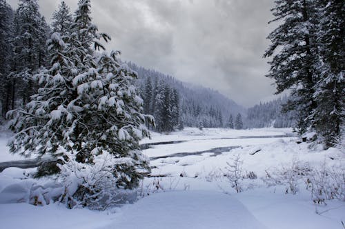 River Among the Coniferous Forest in a Valley Buried in Snow