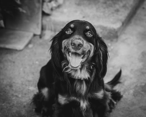 Black and White Portrait of Cute Puppy