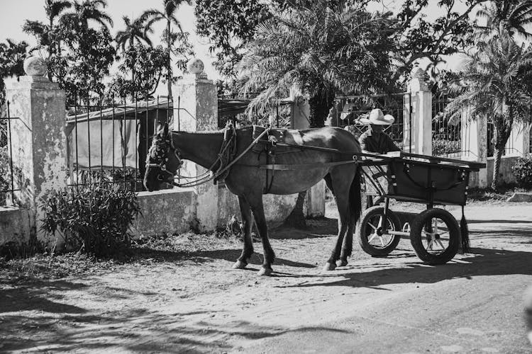 Horse Cart Standing Outdoors