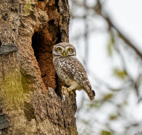 Spotted Owlet Sitting at the Entrance to a Tree Hollow