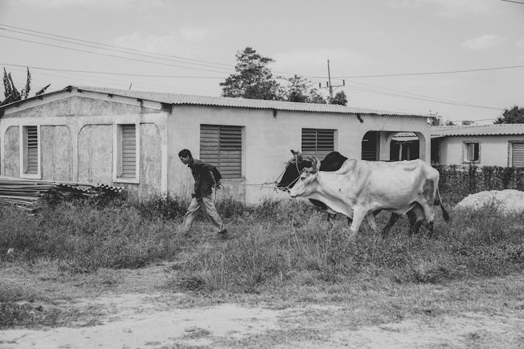 Man And Cattle On Farm