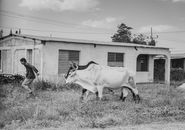 A black and white image of a farmer guiding oxen past a rustic house, showcasing rural life.