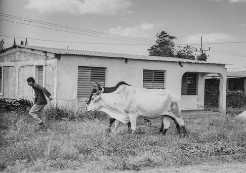 A black and white image of a farmer guiding oxen past a rustic house, showcasing rural life.
