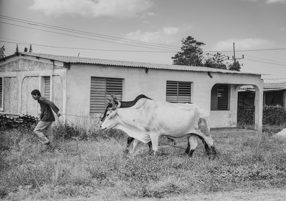Fotomural Una imagen en blanco y negro de un granjero guiando bueyes junto a una casa rústica, mostrando la vida rural.