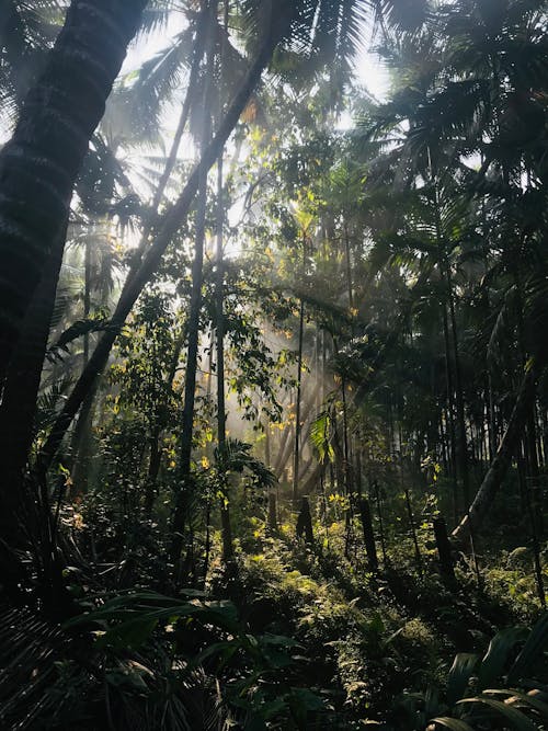 Sunlight Illuminating a Lush Green Rainforest