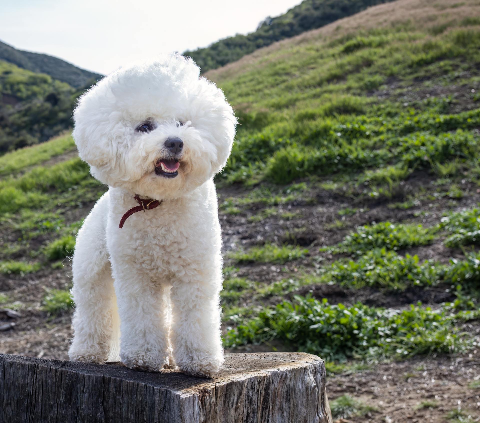 Bichon Frise staat op een boomstam