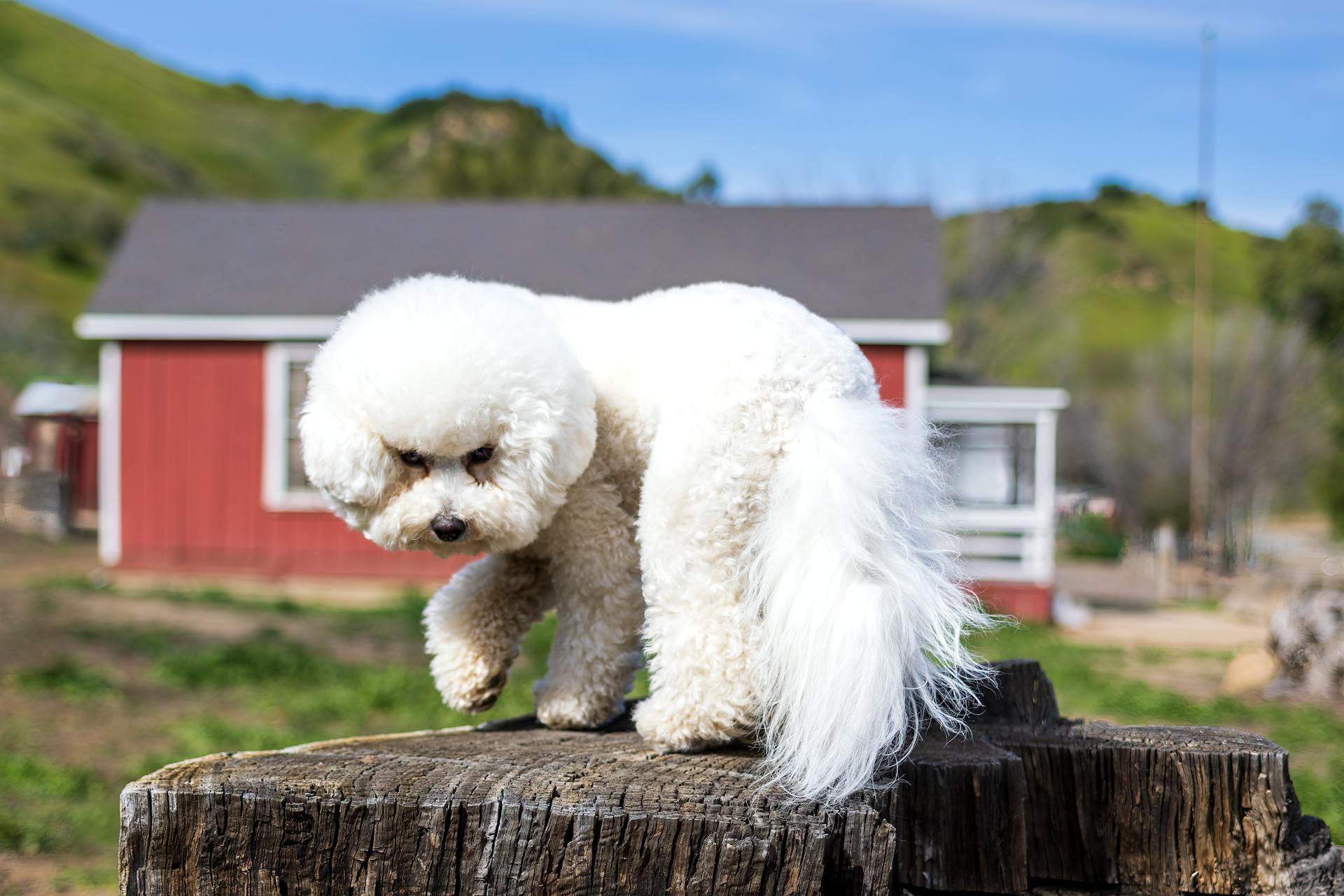 Cute Furry White Dog