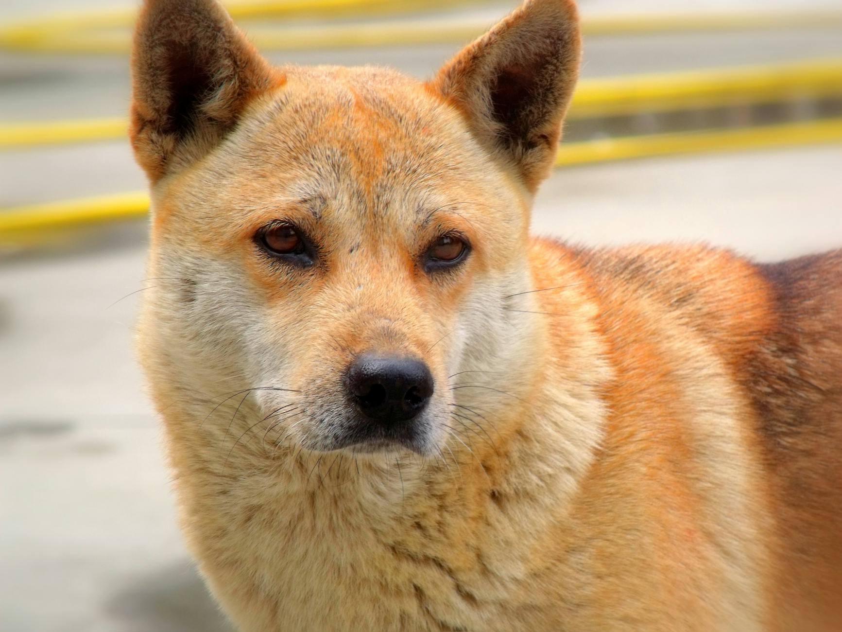 A close-up image of a cute Jindo dog with a thick double coat, fluffy fur and alert expression.