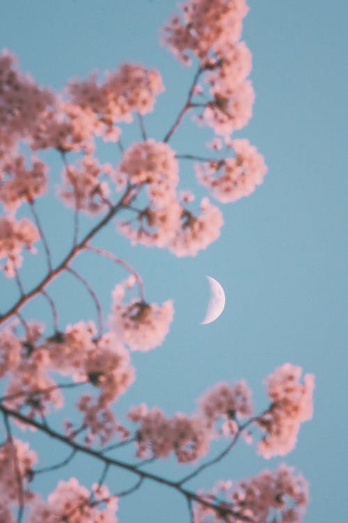 Blossoms against Morning Sky with Moon