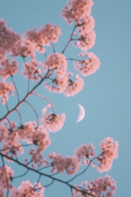 Crescent moon framed by pink cherry blossoms against a clear sky in spring, Beijing.
