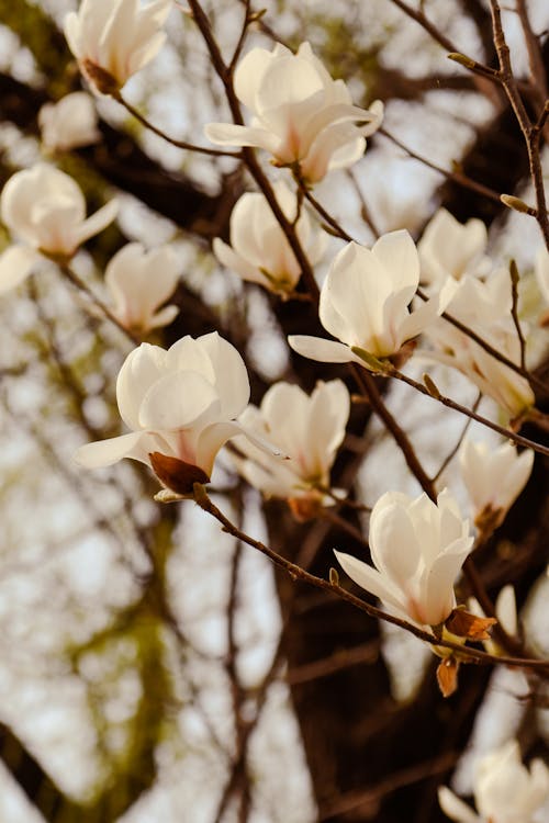 Close-up of a Tree in Blossom 