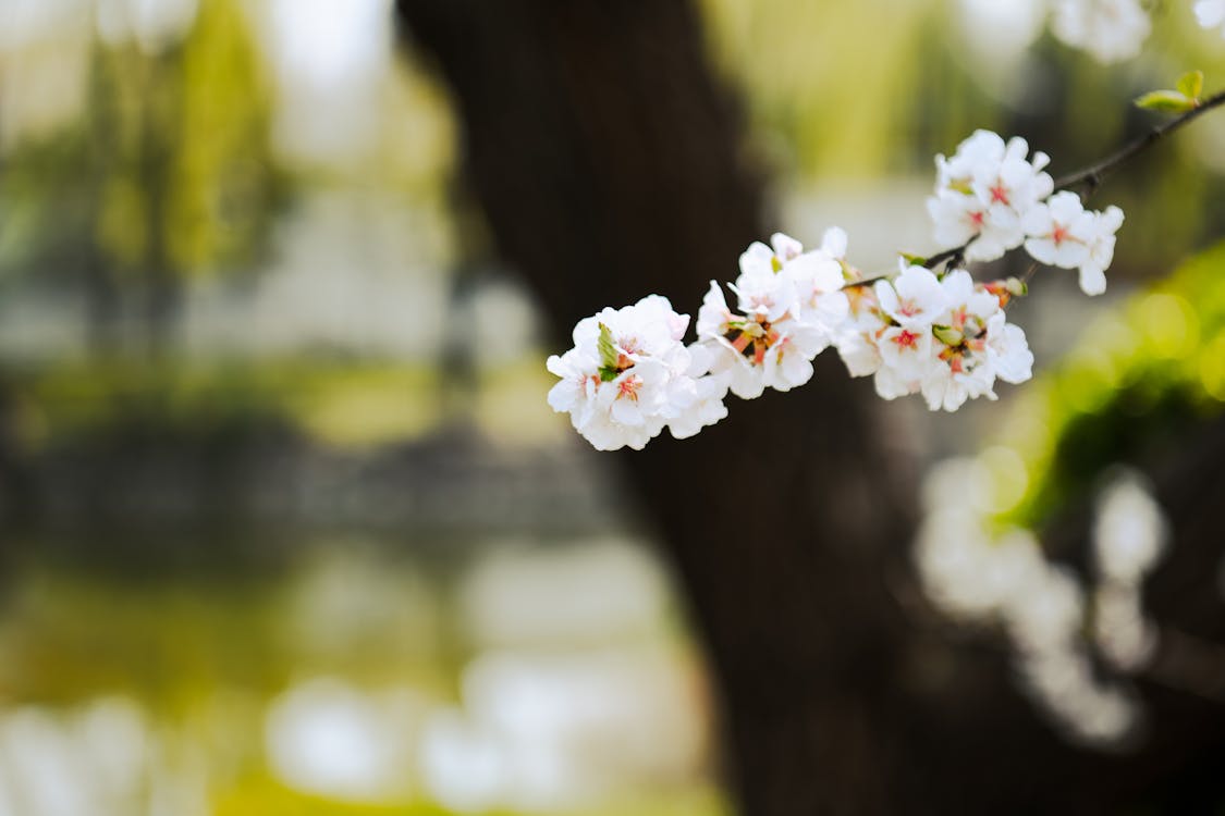 Immagine gratuita di albero, apple, avvicinamento