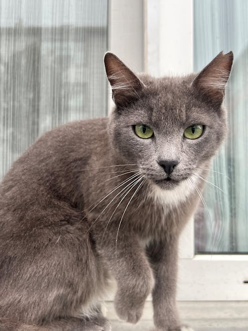 Cat Sitting by a Window Leaning Towards the Camera