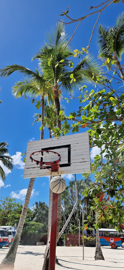 A Basketball Hoop under a Palm Tree 