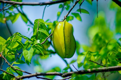 Fotos de stock gratuitas de árbol, brillante, carambola