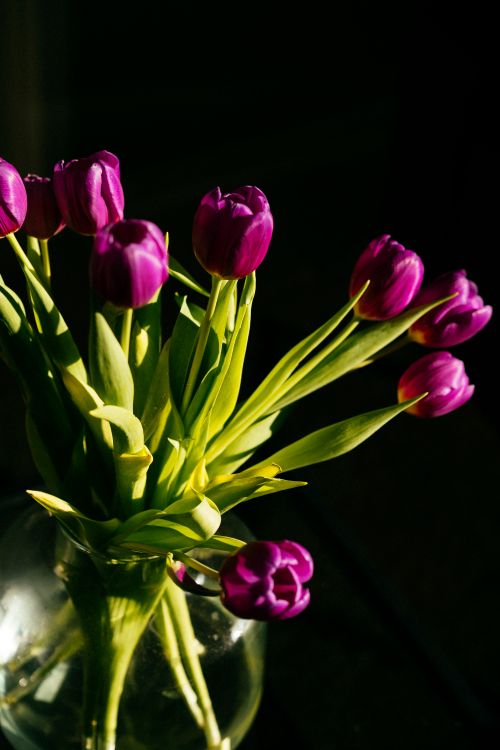 Free Elegant violet tulips in a clear glass vase with a black backdrop, captured in warm lighting. Stock Photo