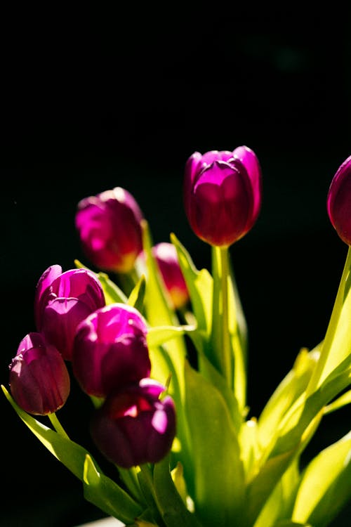 Gratis arkivbilde med blomster, blomsterbukett, dekorasjon