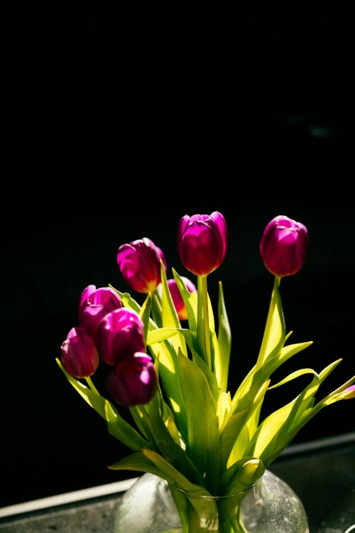 Free Bunch of fresh purple tulips in a glass vase against dark background, illuminated by natural light. Stock Photo