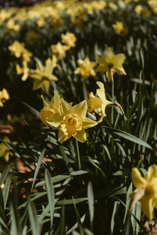 Close-up of Daffodils in a Garden 