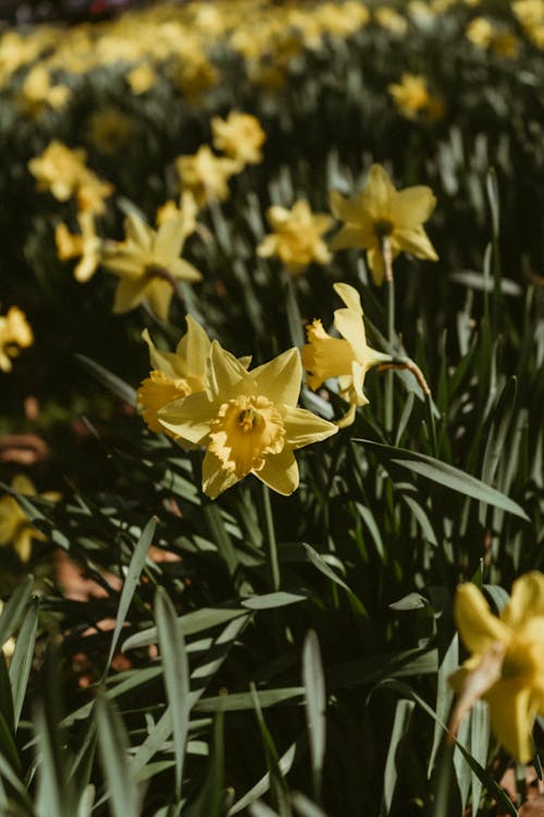 Gratis arkivbilde med blomstre, fjær, flora