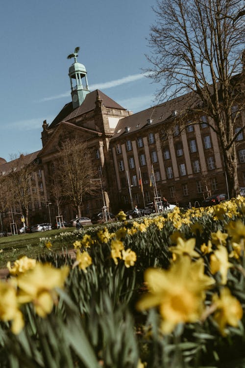 Gratis arkivbilde med blomstrende blomster, byferie, düsseldorf