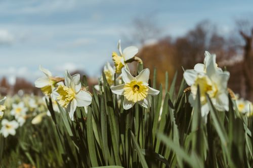 Free Beautiful daffodils in full bloom in a park, capturing the essence of spring. Stock Photo